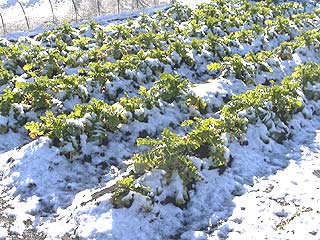 2003年やっちゃい村