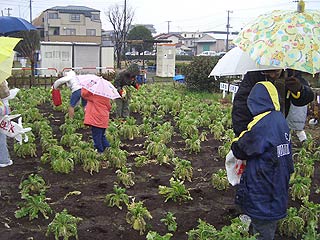 七草がゆを作ろう