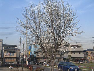 2004年やっちゃい村