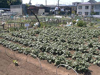 2004年やっちゃい村