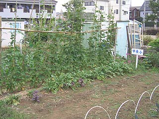 2004年やっちゃい村