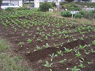 2004年やっちゃい村