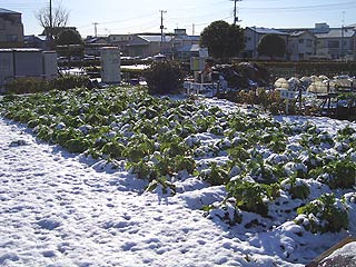 2004年やっちゃい村