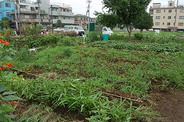 2005じゃがいも収穫祭