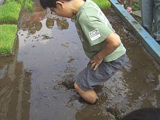 2005農業体験教室(田植え)