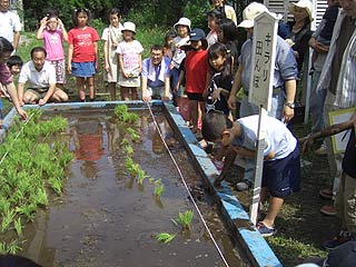 2005農業体験教室(田植え)