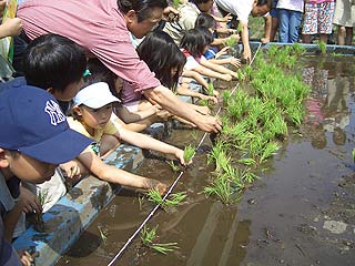 2005農業体験教室(田植え)