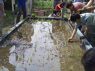 2005農業体験教室(田植え)