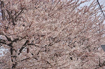 おやじの花見