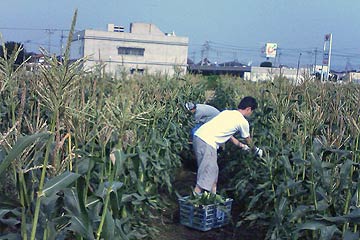 2006じゃがいも収穫祭