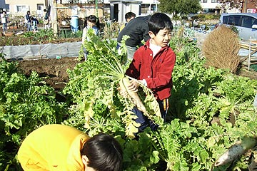 大根ほり