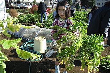 大根ほり