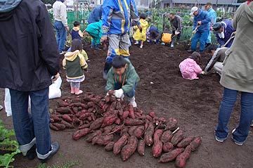 さつまいも掘り