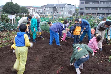 さつまいも掘り