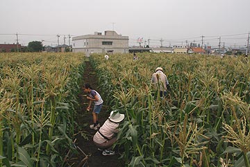 トウモロコシ収穫