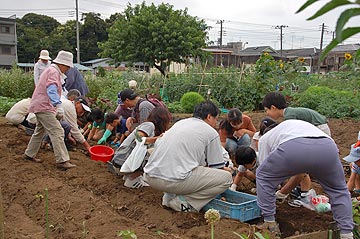 トウモロコシ収穫