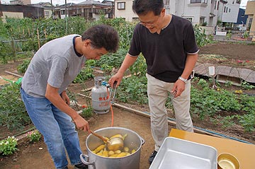 トウモロコシ収穫