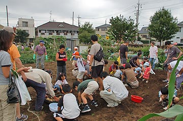 トウモロコシ収穫