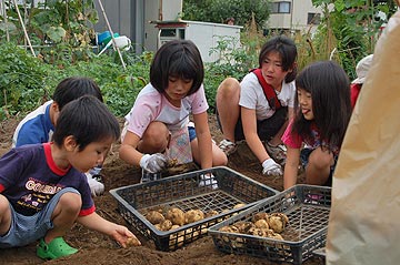 トウモロコシ収穫