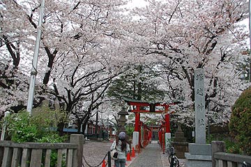 蕨市の桜