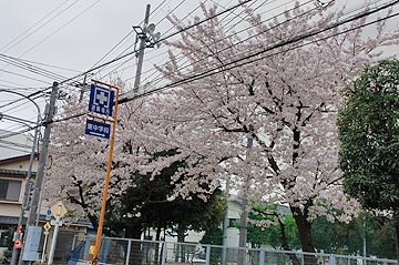 蕨市の桜