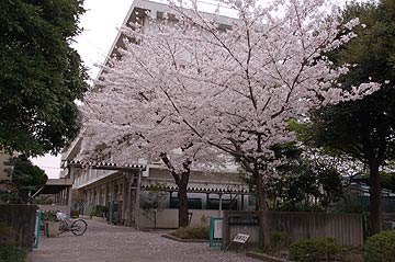 蕨市の桜