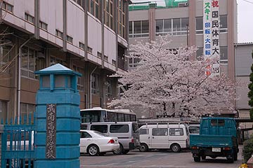 蕨市の桜