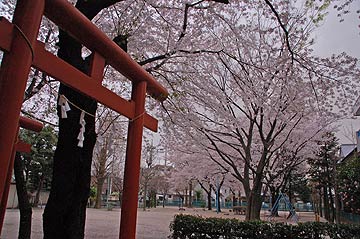 蕨市の桜