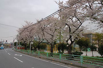 蕨市の桜