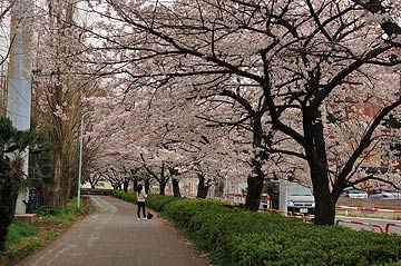 蕨市の桜