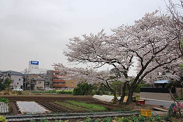 蕨市の桜