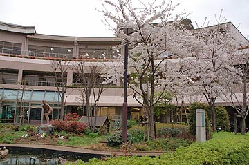 蕨市の桜