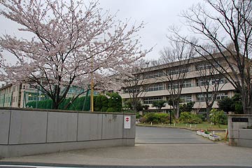 蕨市の桜