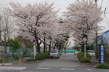 蕨市の桜