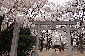 蕨市の桜