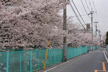 蕨市の桜