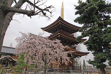 蕨市の桜