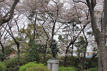 蕨市の桜