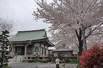 蕨市の桜