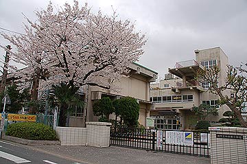 蕨市の桜