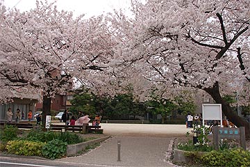 蕨市の桜