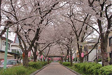 蕨市の桜