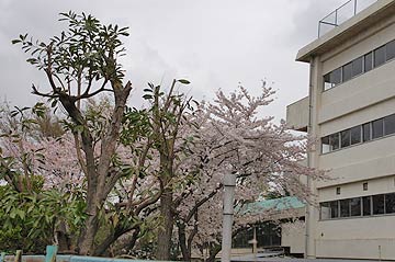 蕨市の桜