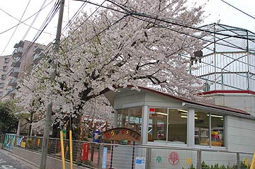 蕨市の桜