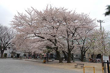 蕨市の桜