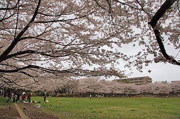 蕨市の桜