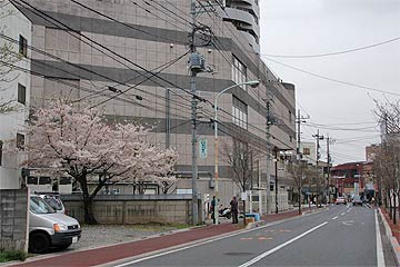 蕨市の桜