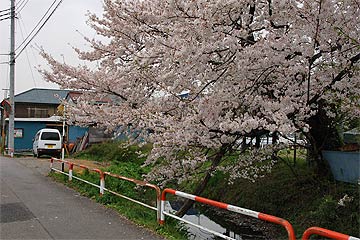 蕨市の桜