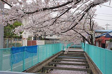 蕨市の桜