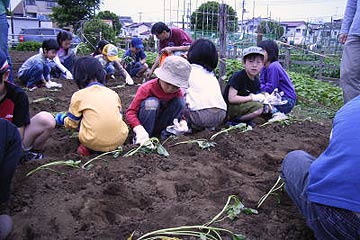 さつまいもの植え付け